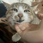 fufudu的头像-boKE